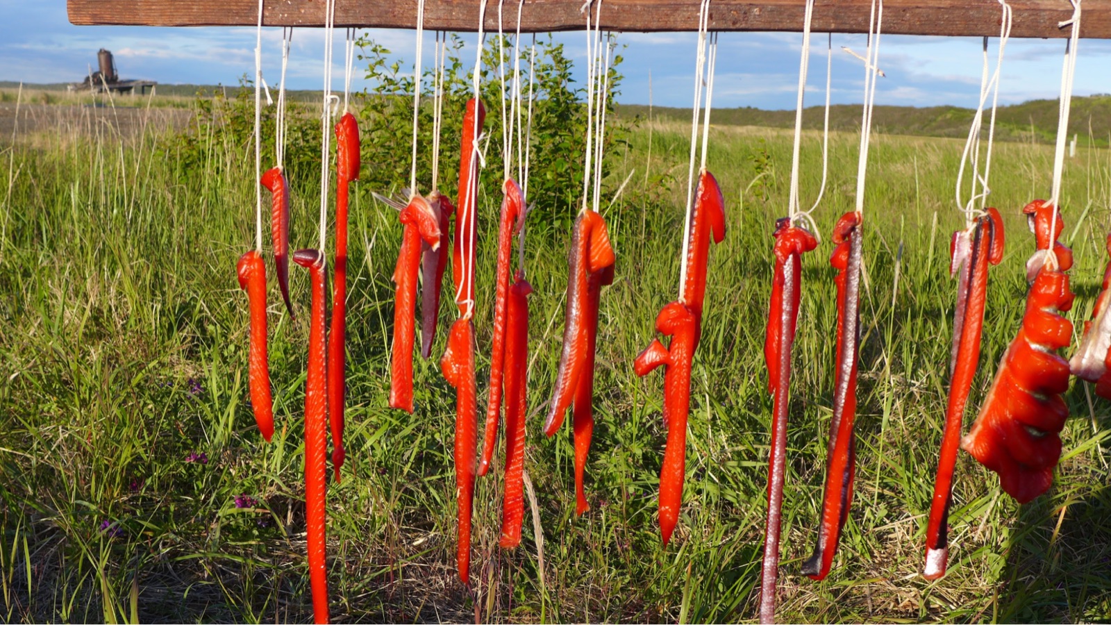 Salmon strips drying on a rack in rural Alaska